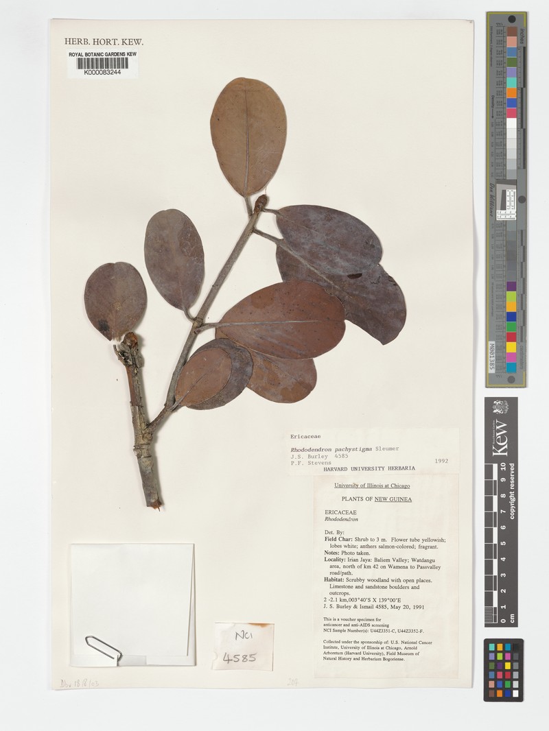 Rhododendron pachystigma photo 2