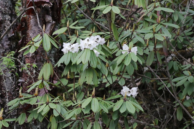 Rhododendron pachytrichum