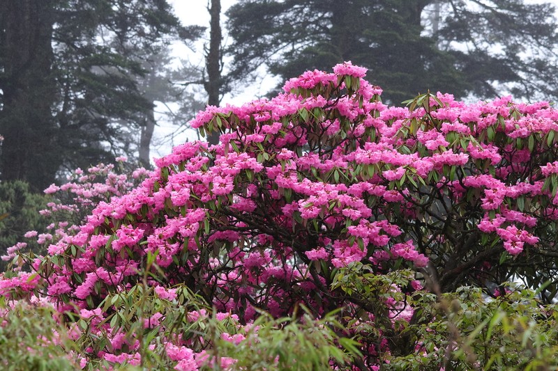 Rhododendron pachytrichum photo 2