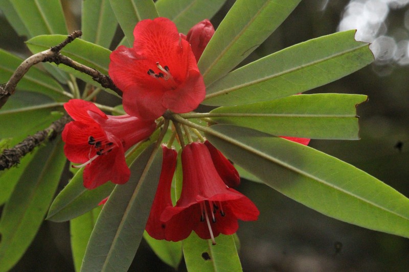 Rhododendron papillatum photo 2