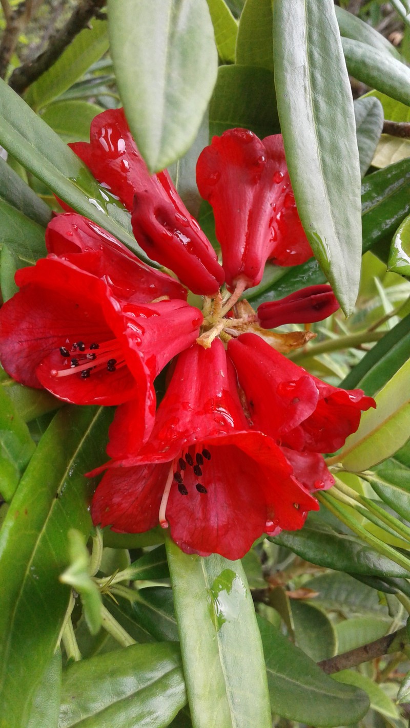 Rhododendron papillatum photo 3