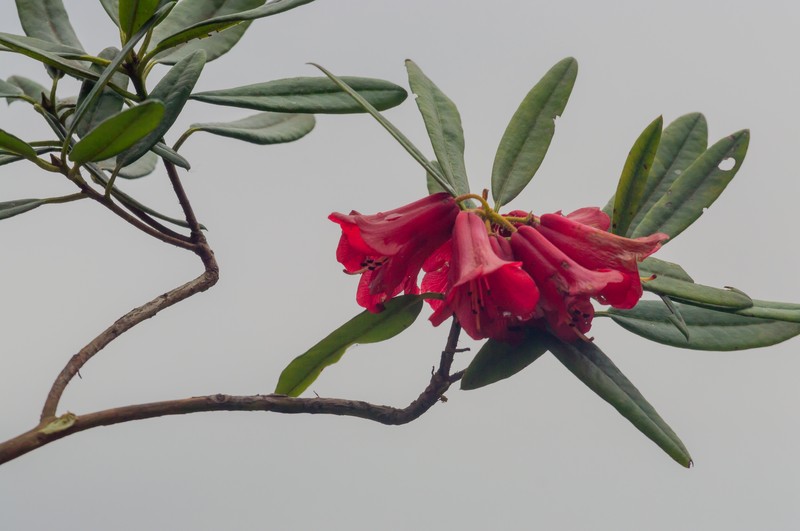 Rhododendron papillatum photo 4