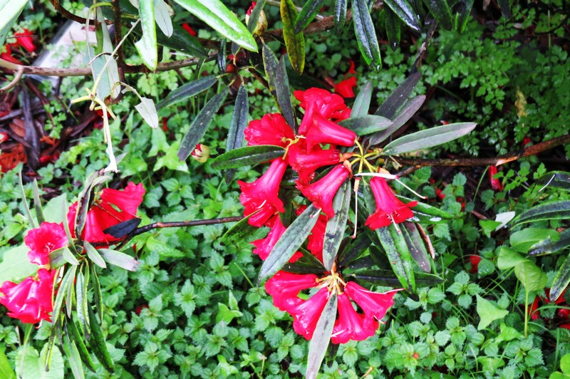 Rhododendron papillatum