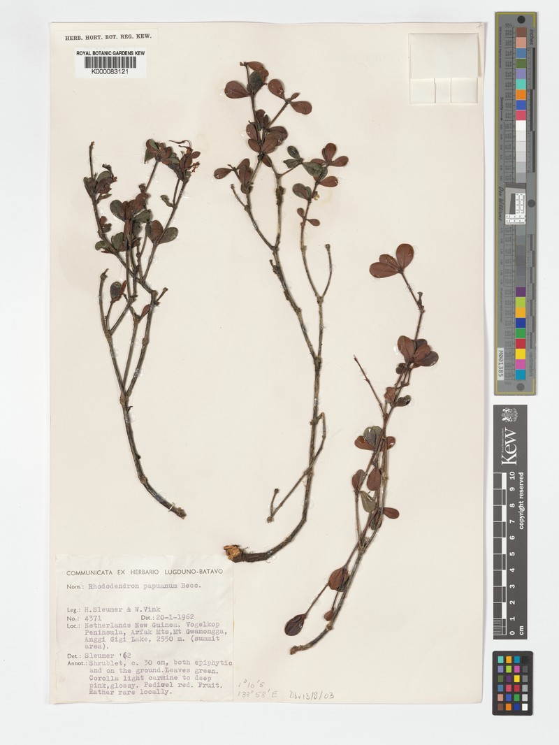 Rhododendron papuanum photo 2