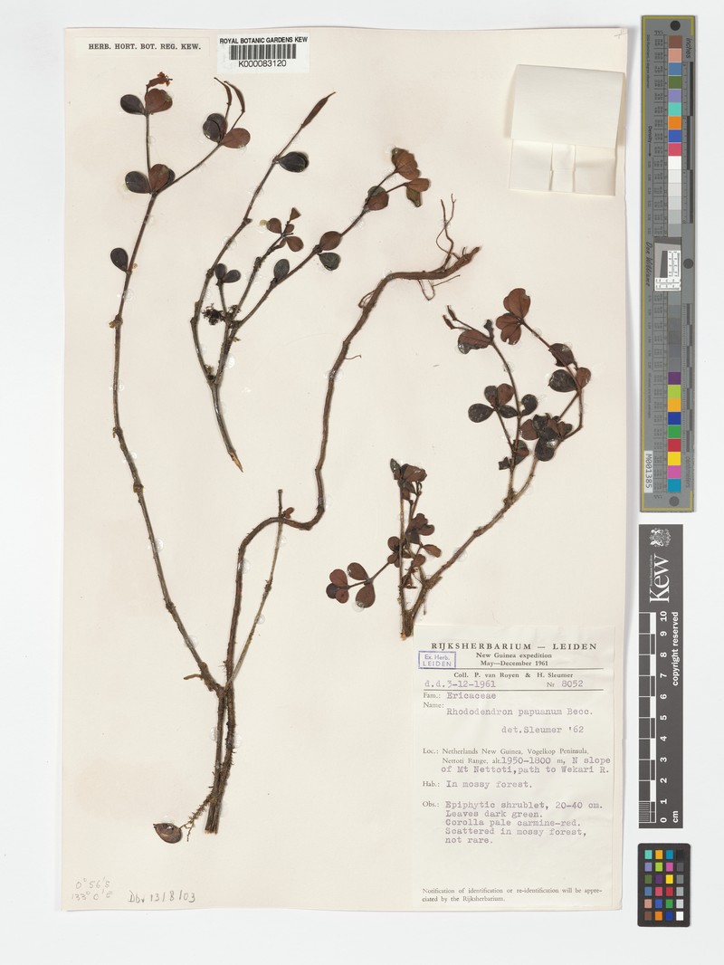 Rhododendron papuanum photo 3