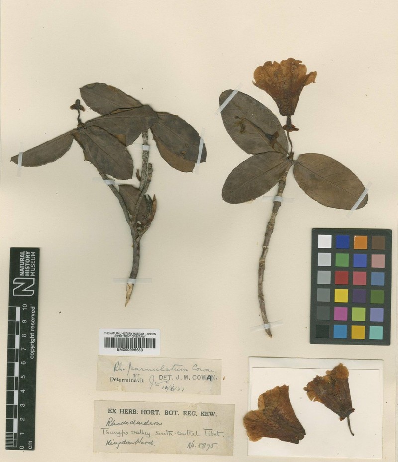 Rhododendron parmulatum