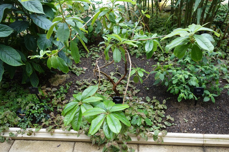 Rhododendron parryae