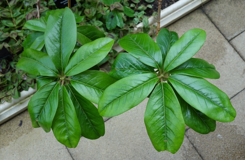 Rhododendron parryae photo 2