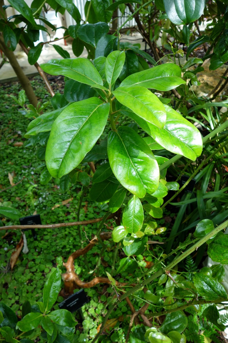 Rhododendron parryae photo 3