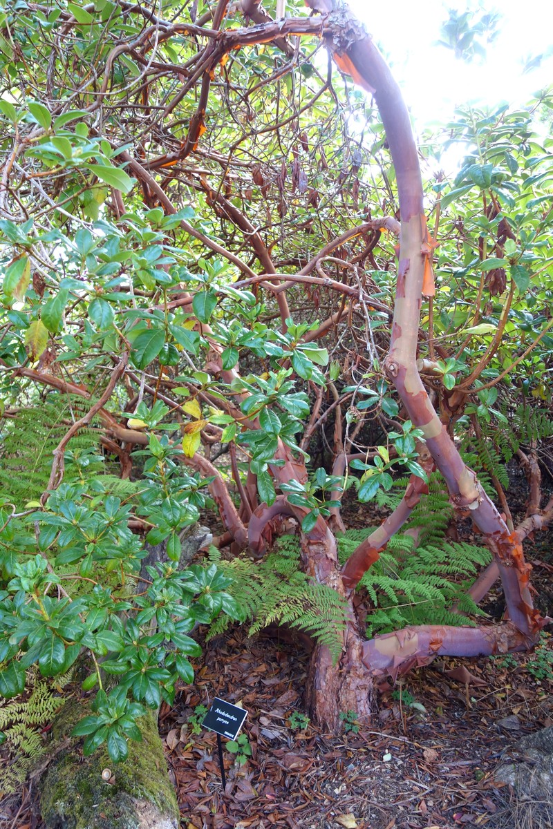 Rhododendron parryae photo 4