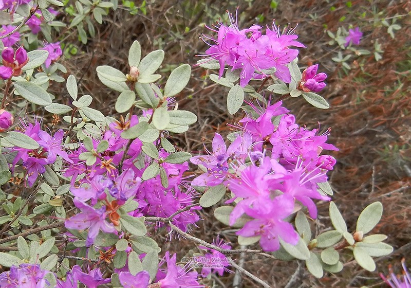 Rhododendron parvifolium