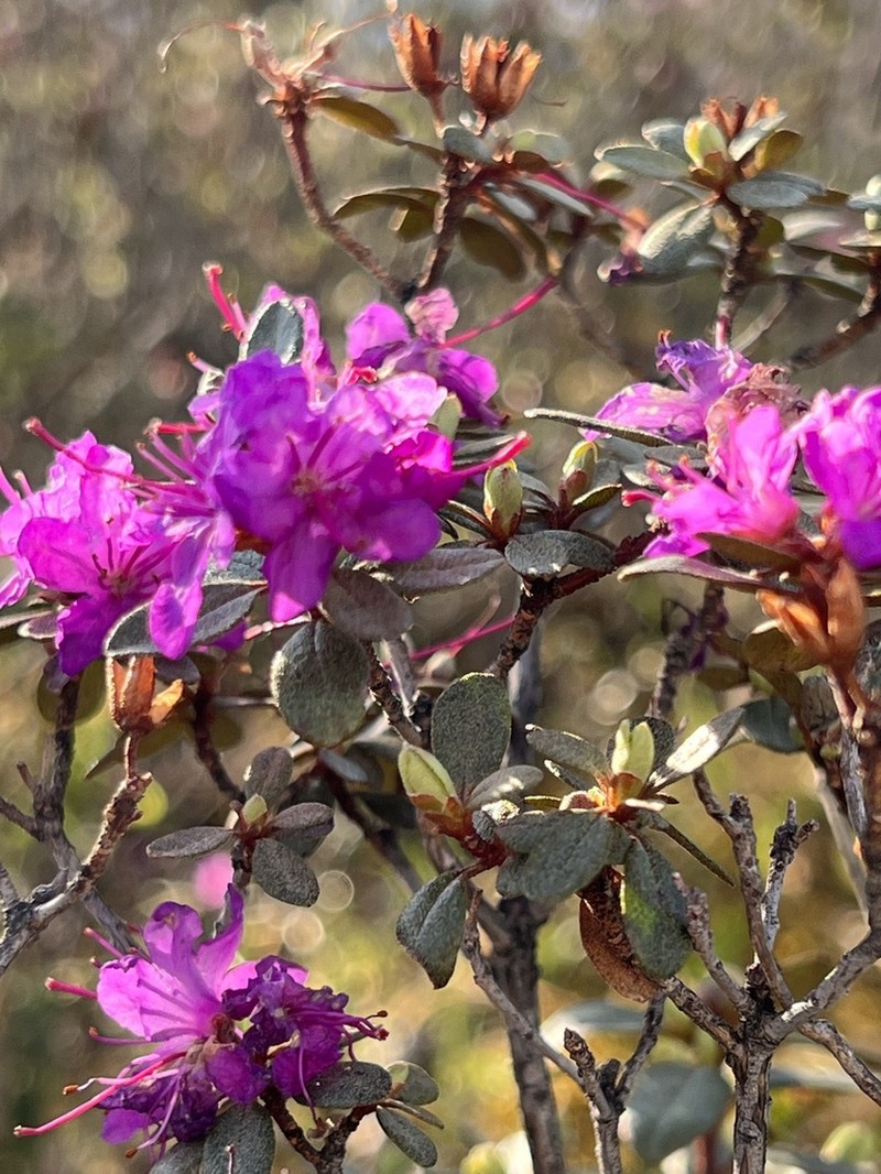 Rhododendron parvifolium photo 2