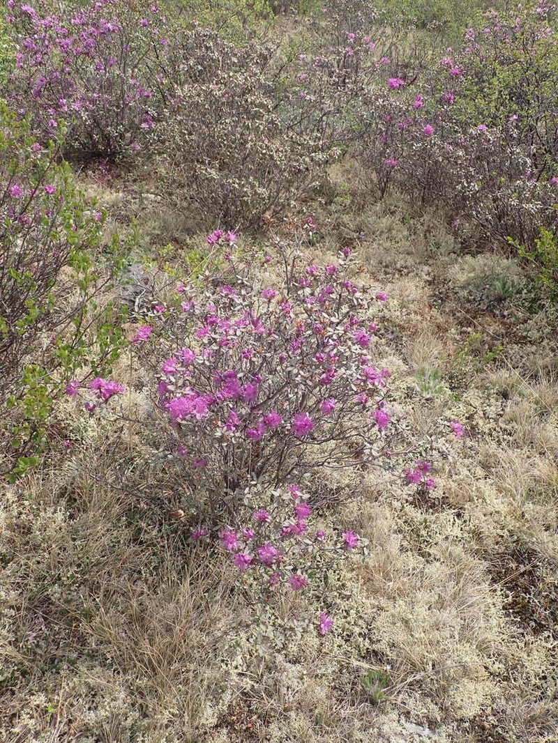 Rhododendron parvifolium photo 3