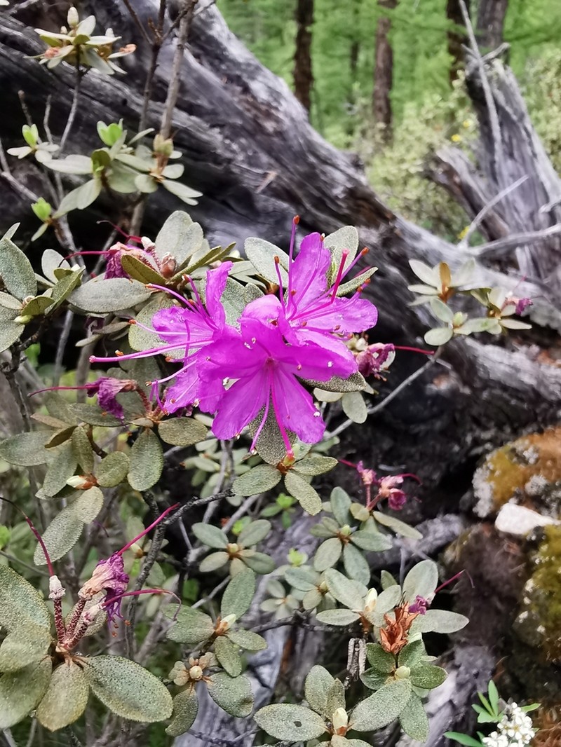 Rhododendron parvifolium photo 4