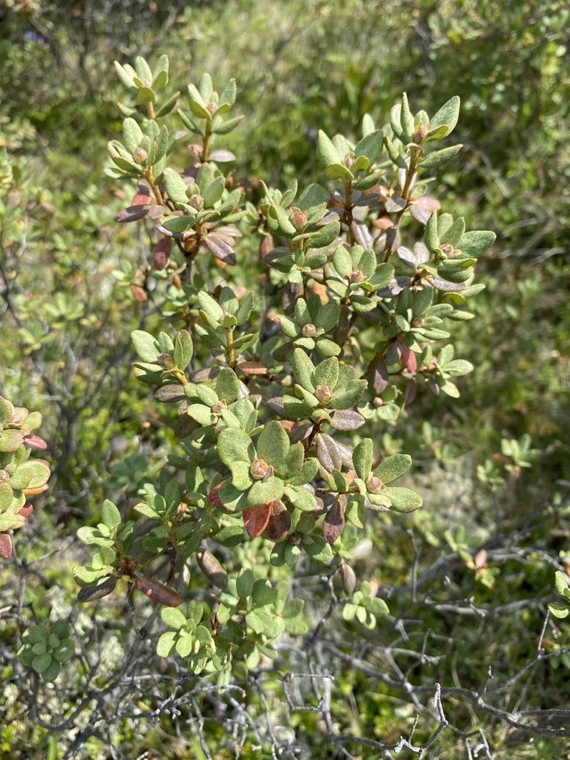 Rhododendron parvifolium photo 5