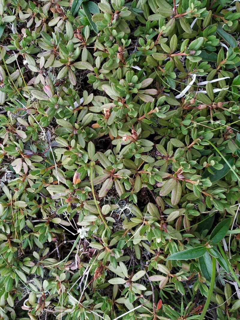 Rhododendron parvifolium photo 6