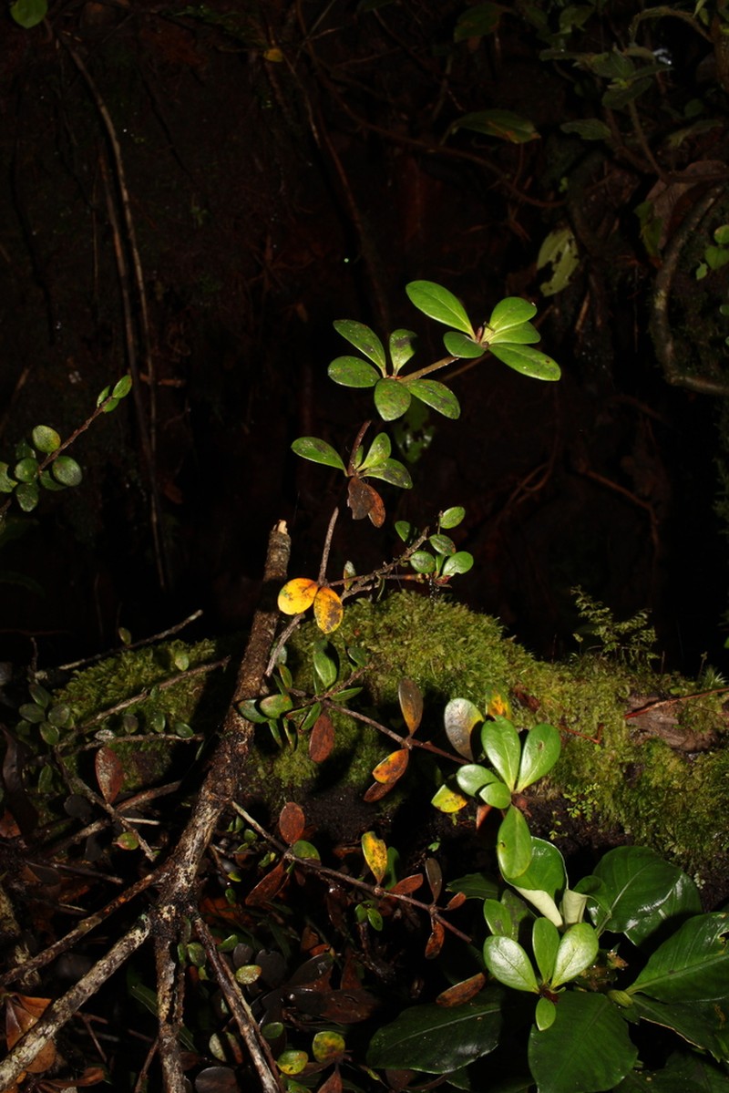 Rhododendron pauciflorum