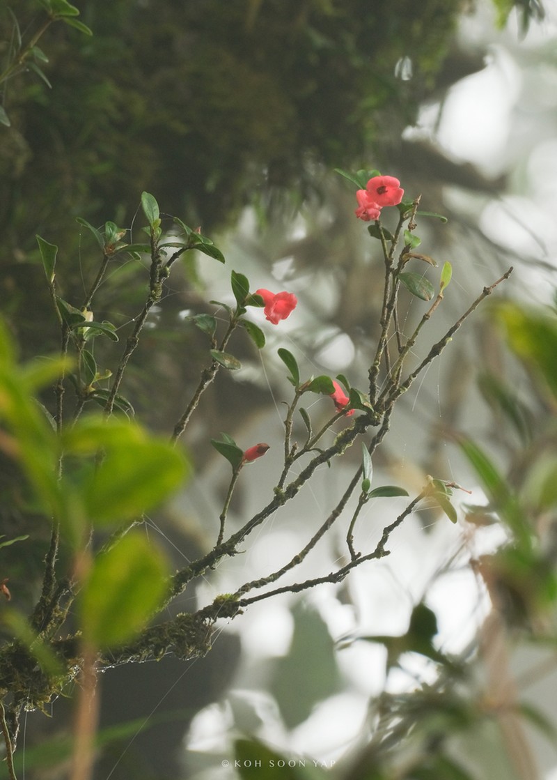 Rhododendron pauciflorum photo 2