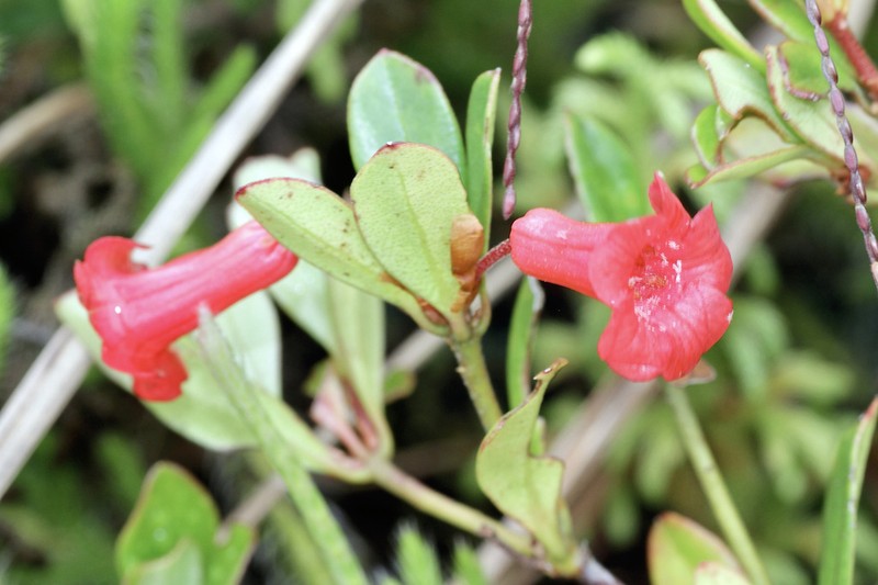 Rhododendron pauciflorum photo 3