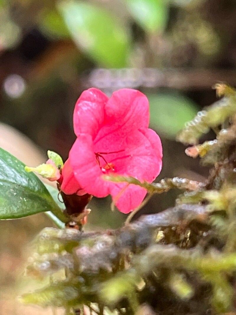 Rhododendron pauciflorum photo 4
