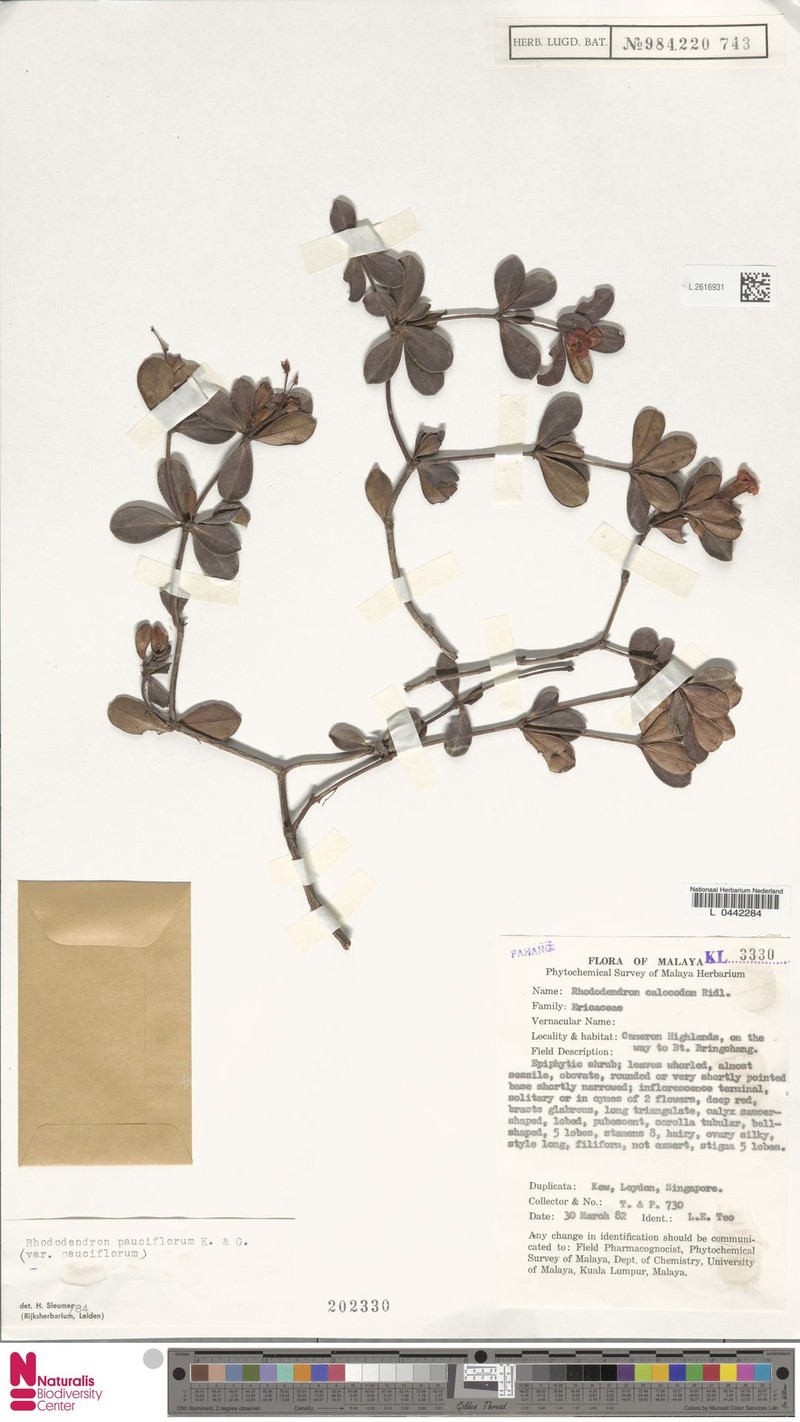 Rhododendron pauciflorum photo 6
