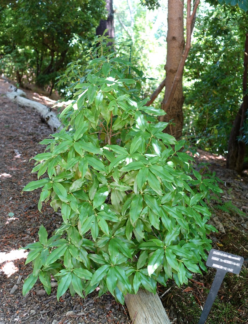 Rhododendron pemakoense