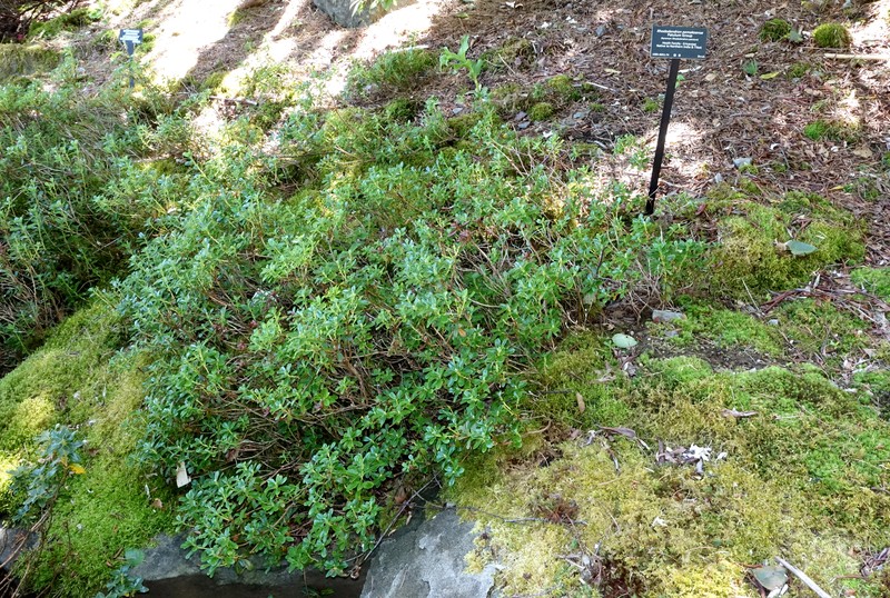 Rhododendron pemakoense photo 3