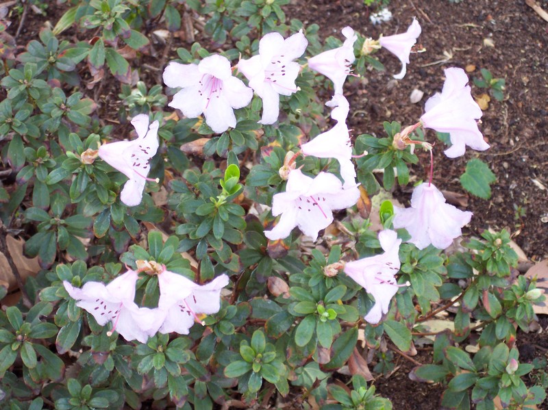Rhododendron pemakoense photo 4
