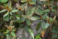 Rhododendron pendulum