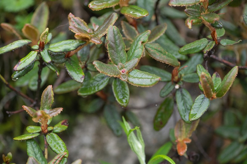 Rhododendron pendulum