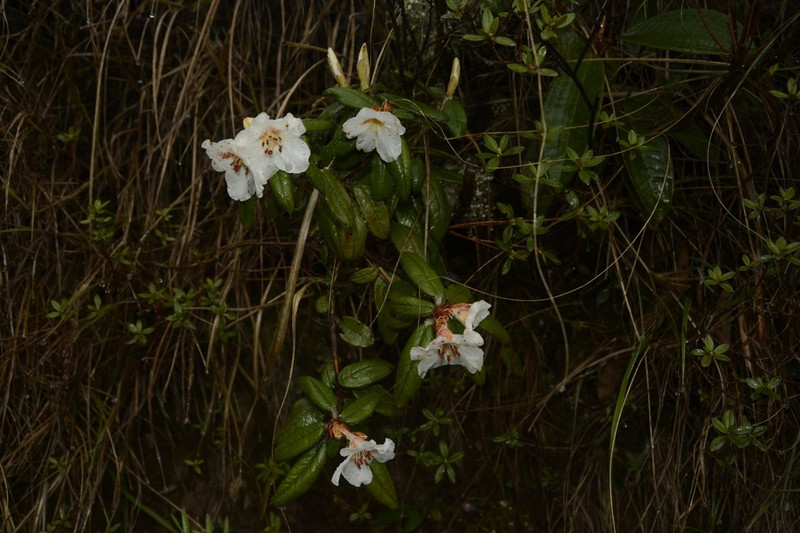 Rhododendron pendulum photo 2