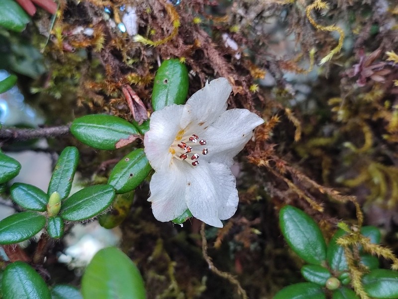 Rhododendron pendulum photo 3