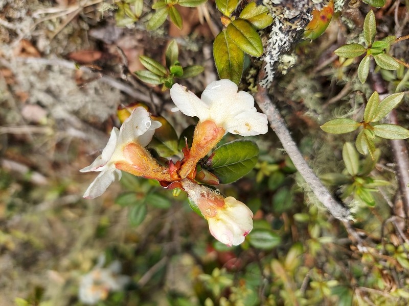 Rhododendron pendulum photo 4