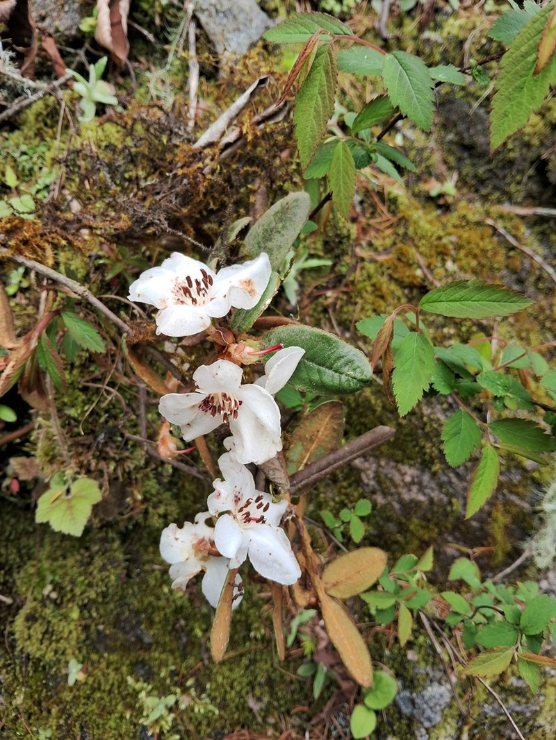 Rhododendron pendulum photo 6