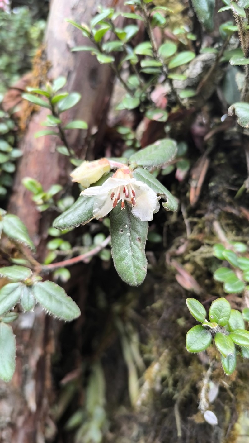 Rhododendron pendulum photo 7