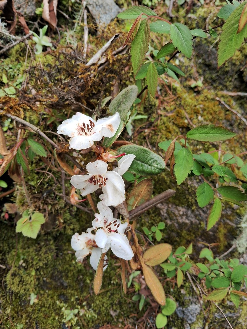 Rhododendron pendulum photo 8