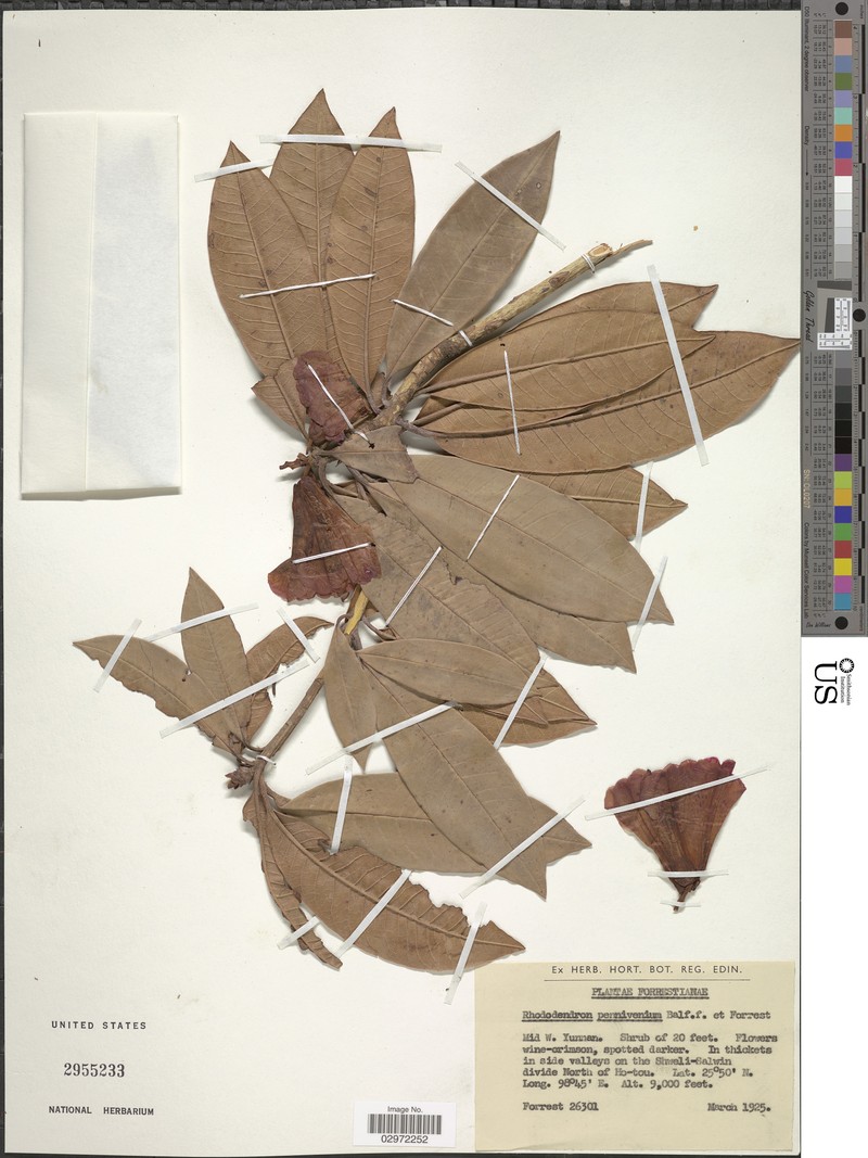Rhododendron pennivenium