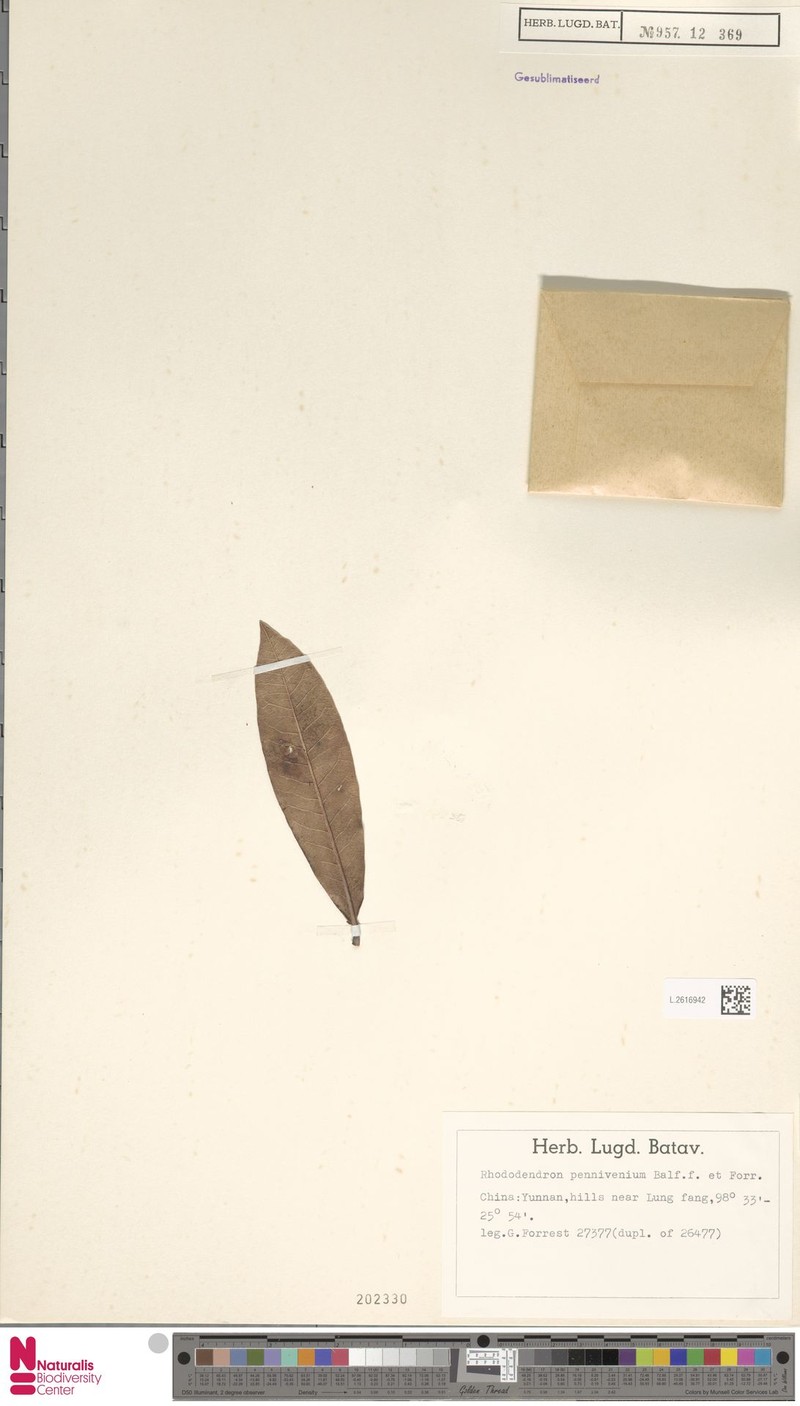 Rhododendron pennivenium photo 3