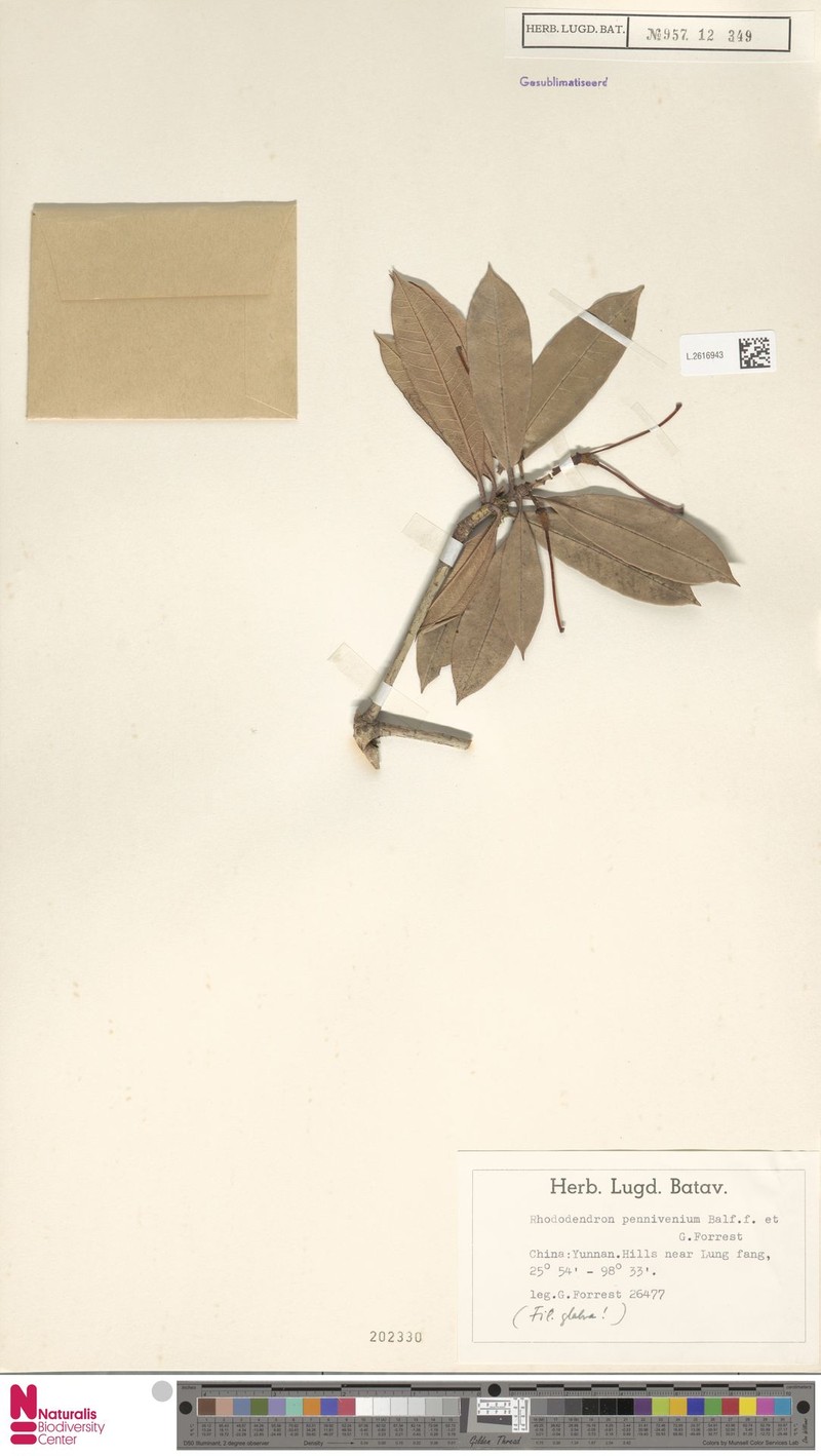 Rhododendron pennivenium photo 4