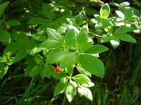 Rhododendron pentandrum