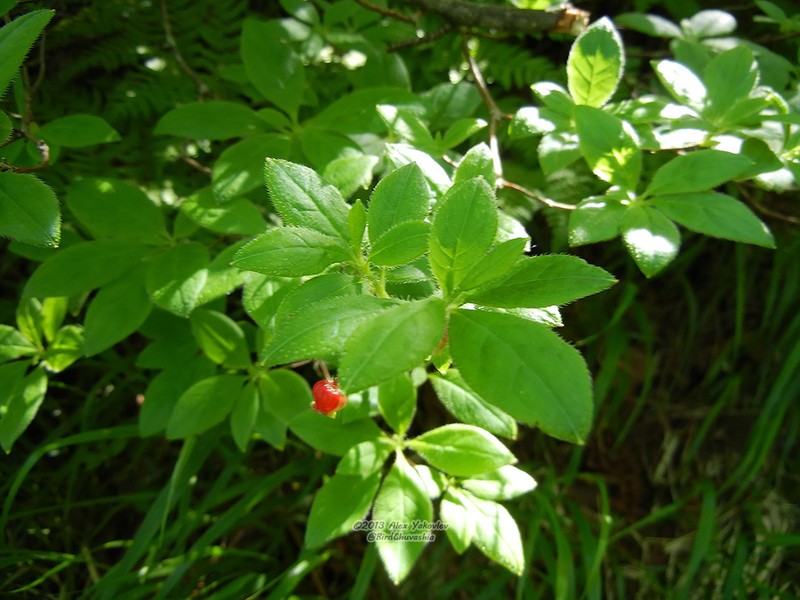 Rhododendron pentandrum
