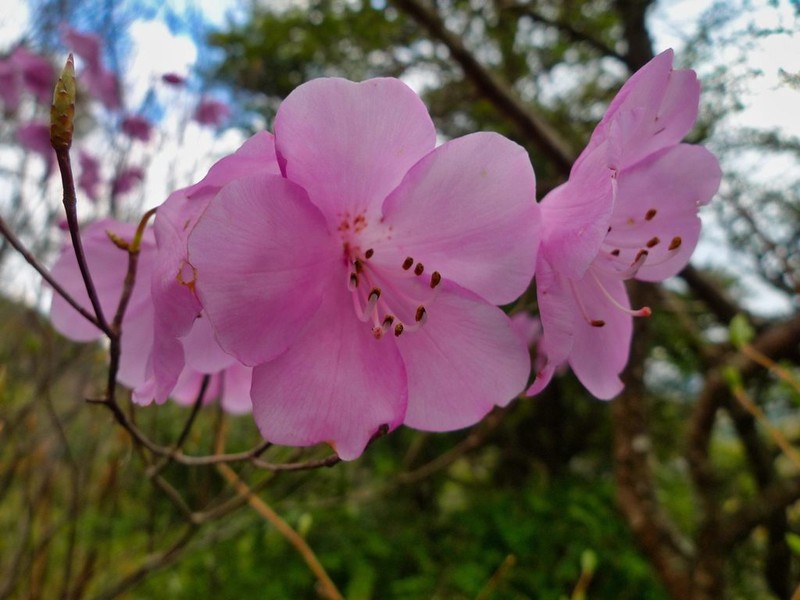 Rhododendron pentaphyllum photo 2