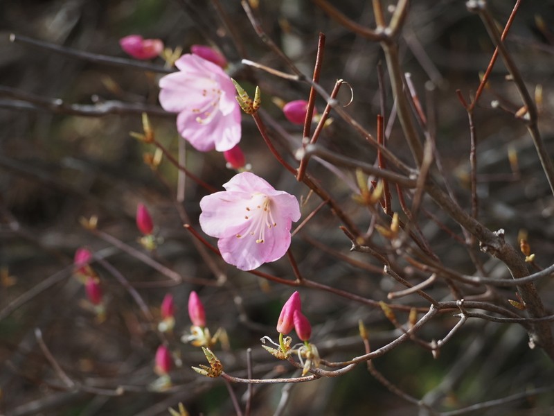 Rhododendron pentaphyllum photo 3
