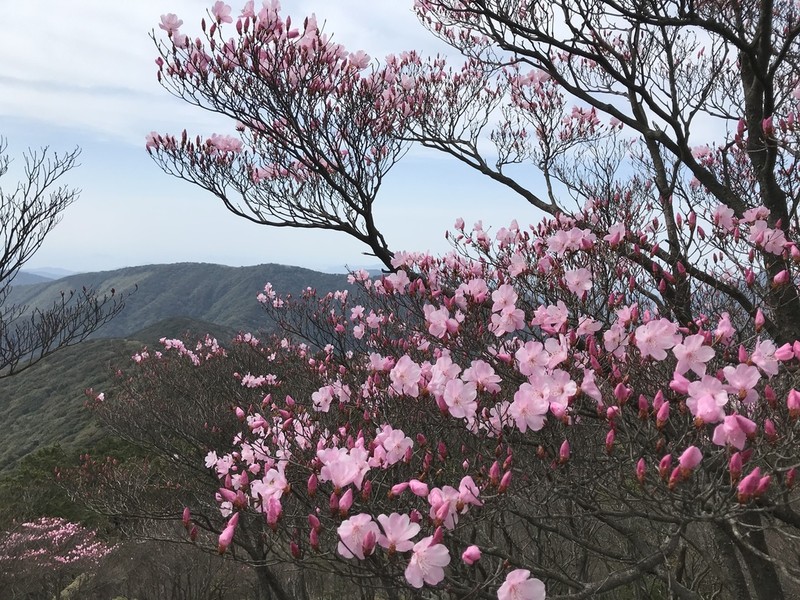Rhododendron pentaphyllum photo 5