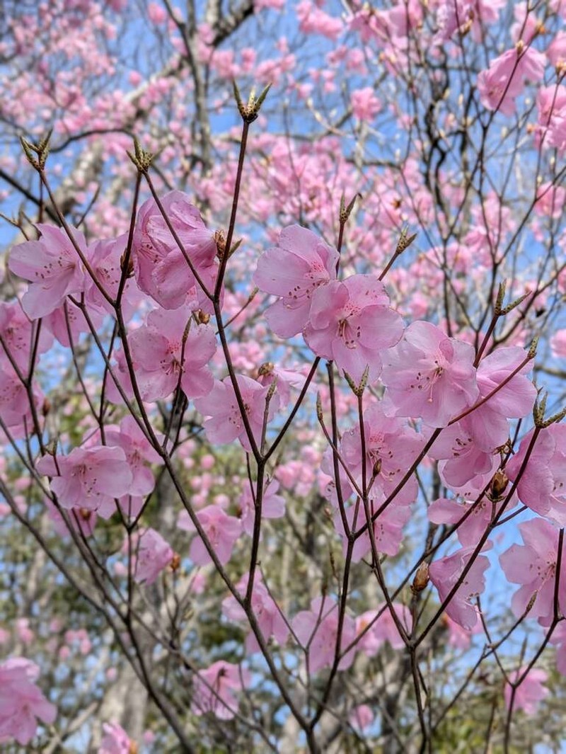 Rhododendron pentaphyllum photo 6