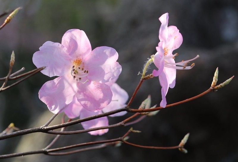 Rhododendron pentaphyllum photo 7