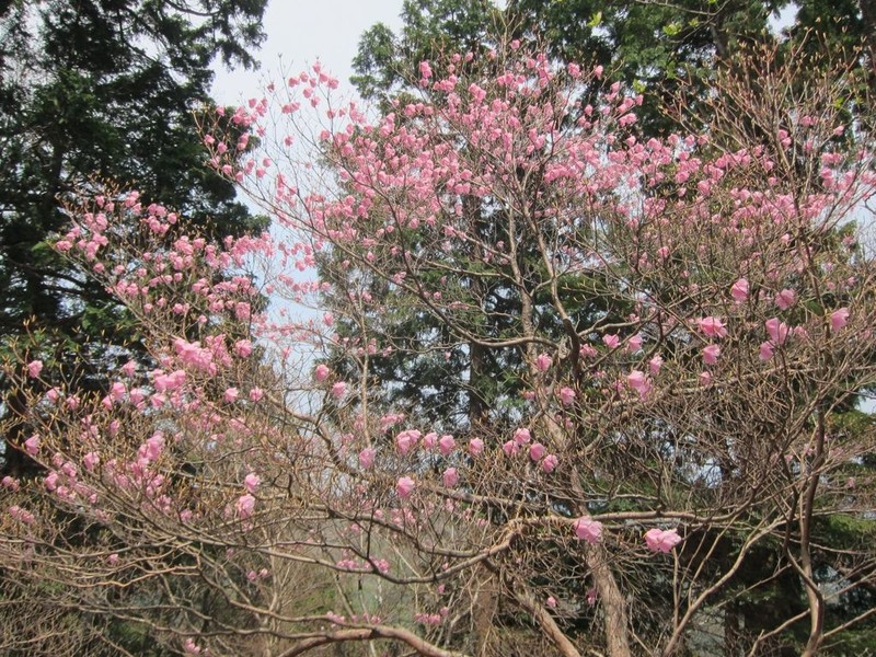 Rhododendron pentaphyllum photo 8