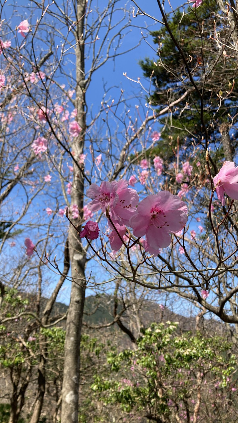 Rhododendron pentaphyllum var. nikoense