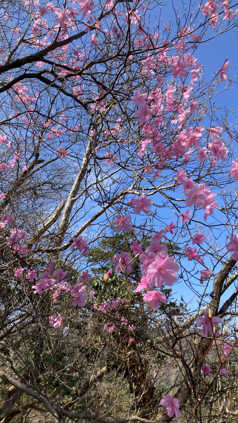 Rhododendron pentaphyllum var. nikoense photo 2