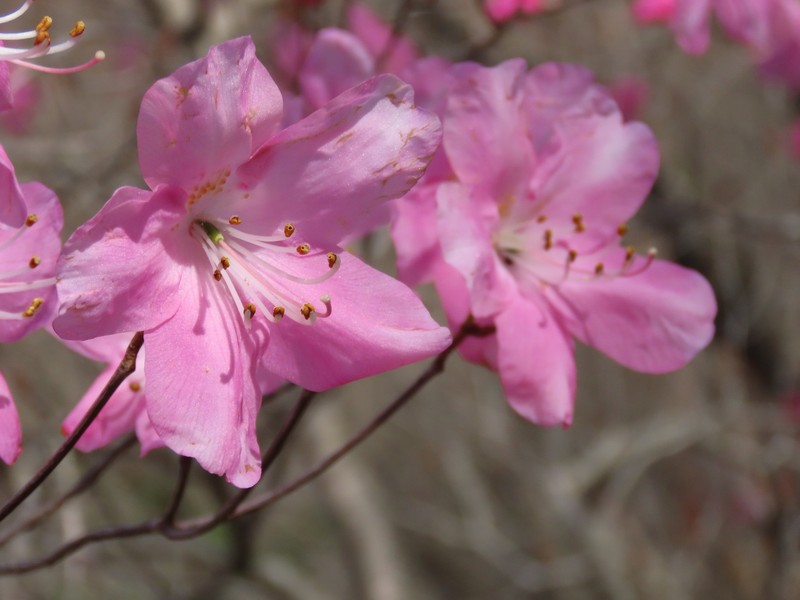 Rhododendron pentaphyllum var. nikoense photo 3